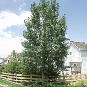 Cottonwood/ Lanceleaf