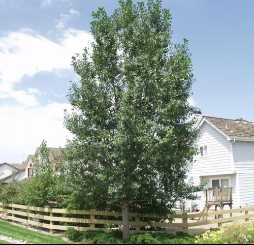 Cottonwood-Lanceleaf.jpg