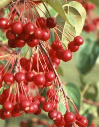 Donald Wyman Crabapple at Pine Lane Nursery
