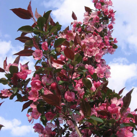Crabapple/ Gladiator