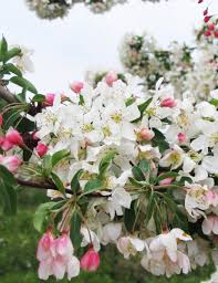 Red Jewel Crabapple at Pine Lane Nursery