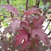 Crabapple-Royal-Raindrops-1.jpg