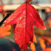 Crabapple-Royal-Raindrops-2.jpg