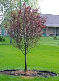 Crabapple/ Velvet Pillar