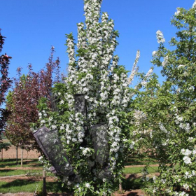 Crabapple/ Ivory Spear