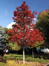 Maple/ Crimson Sunset