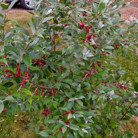 Buffaloberry