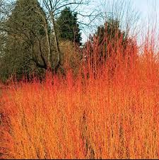 Dogwood-Artic-Fire-1.jpg