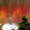 Dogwood-Artic-Fire-2.jpg