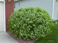 Dogwood-Isanti-1.jpg
