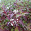 Dogwood-Isanti-2.jpg
