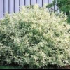 Dogwood-Variegated-1