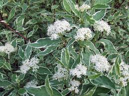 Dogwood-Variegated.jpg