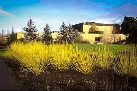 Dogwood/ Yellow Twig