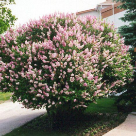 Lilac/ Donald Wyman
