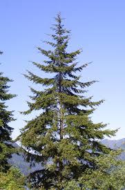 Douglas-Fir-1.jpg