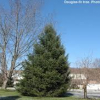 Douglas-Fir-2.jpg