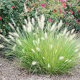Fountain Grass/ Little Bunny