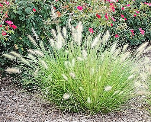 Dwarf-Fountain-Little-Bunny.jpg