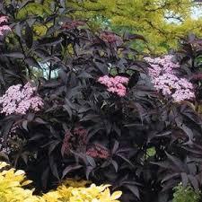 Elderberry/ Black Beauty