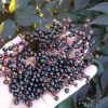 Elderberry-Black-Beauty-2.jpg