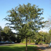 Elm-Allee-3.jpg