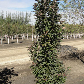 Crabapple/ Emerald Spire