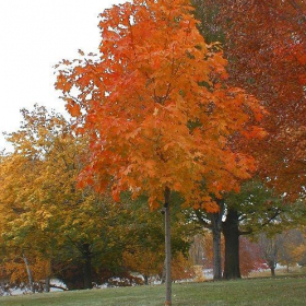 Maple/ Sugar/ Fall Fiesta