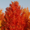 Fall-Fiesta-3.jpg