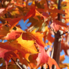 Fall-fiesta-2.jpg