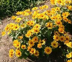 False-Sunflower_Tuscan-Sun.jpg