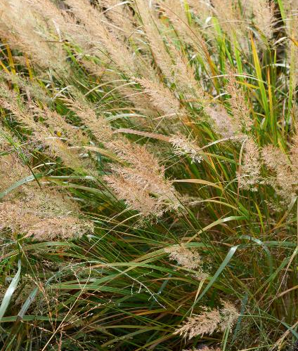 Feather-Reed-Grass-Korean.jpg