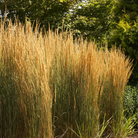 Feather Reed Grass/ Overdam