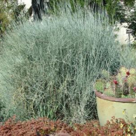 Bluestem Joint Fir