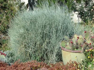 Fir-Bluestem-Joint.jpg