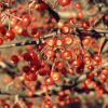 Firebird-fruit.jpg