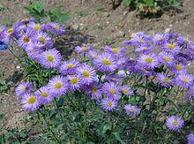 Fleabane-1.jpg