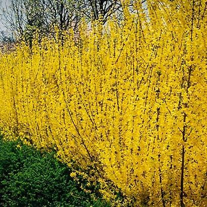 Forsythia-Lynwood-Gold-1.jpg