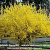 Forsythia-Northern-Gold-2.jpg
