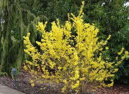 Forsythia-Spring-Glory-1.jpg