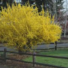 Forsythia-Spring-Glory-2.jpg