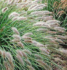 Fountain Grass/ Hameln