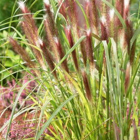 Fountain Grass/ Red Head