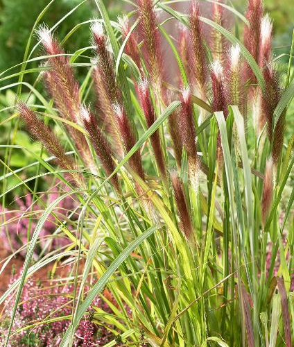 Fountain-Grass-Red-Head-1_0.jpg