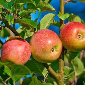 Apple/ Gala