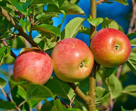 Gala_Apple_Tree_Apples_450.jpg