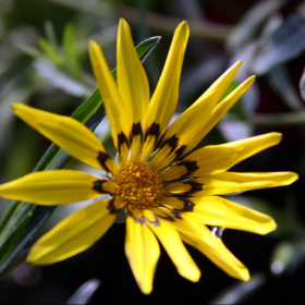 Gazania