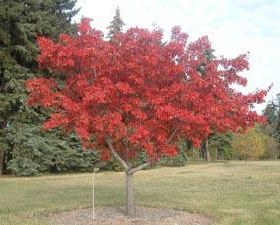 Maple/ Amur Flame