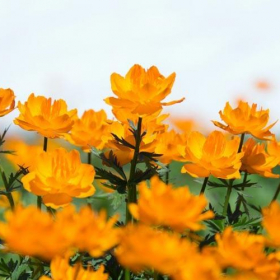 Globe Flower ‘Orange Princess’