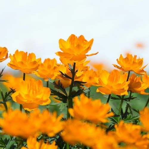 Globe-Flower_Orange-Princess.jpg